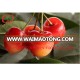 Canned fresh cherry in syrup whole sale manufacturer price