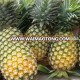 FRESH PINEAPPLE - BEST CHOICE FOR TROPICAL FRUIT