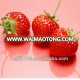 fresh strawberry fruit in superior quality and wholesale iqf strawberry